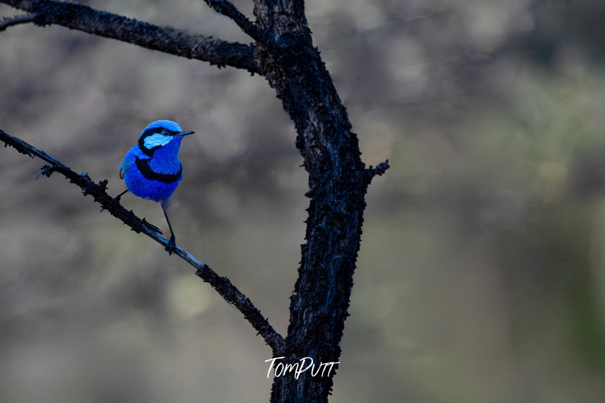Splendid Fairywren glowing