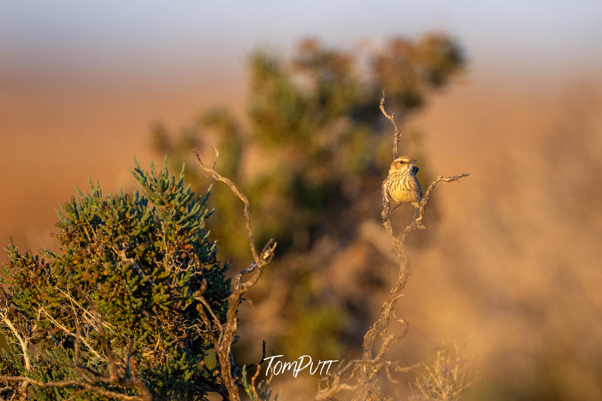 Rufous Fieldwren hanging on