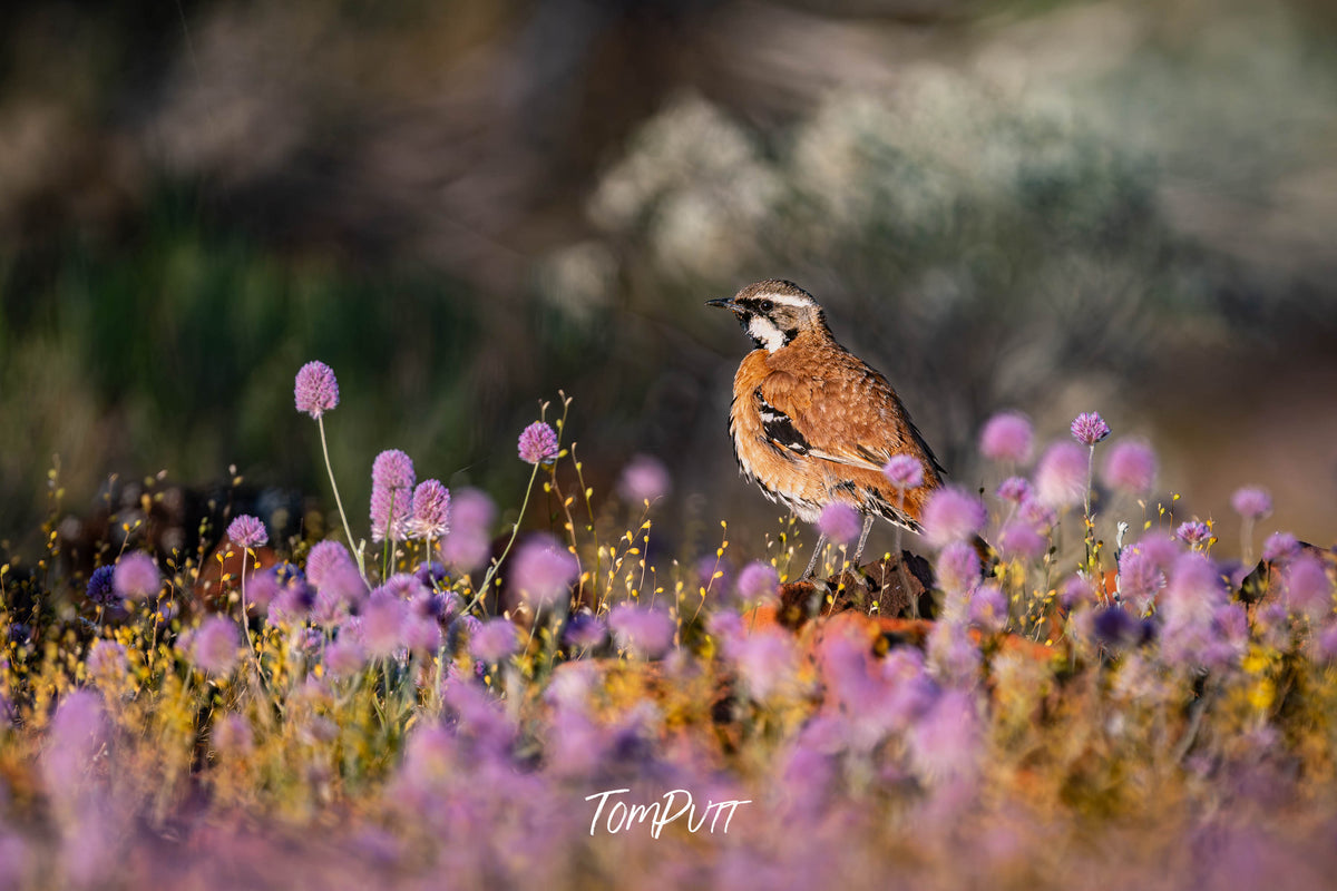 Western Quail-Thrush