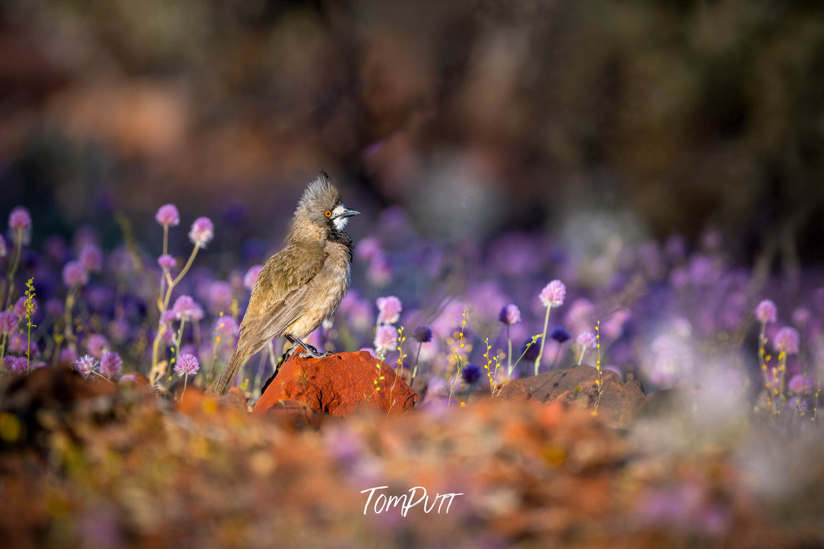 Crested Bellbird