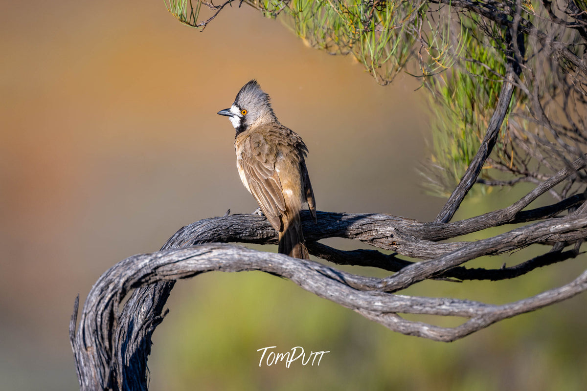 Crested Bellbird perched