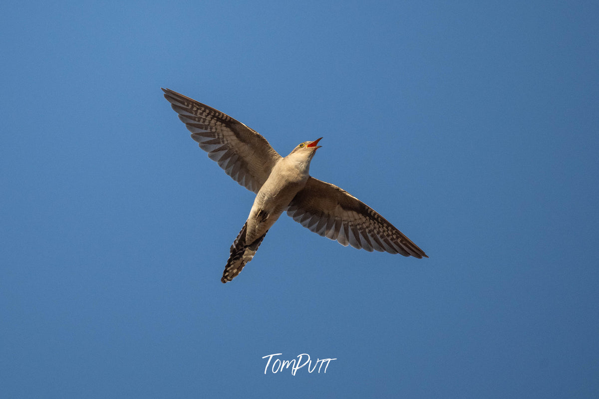 Pallid Cuckoo in flight