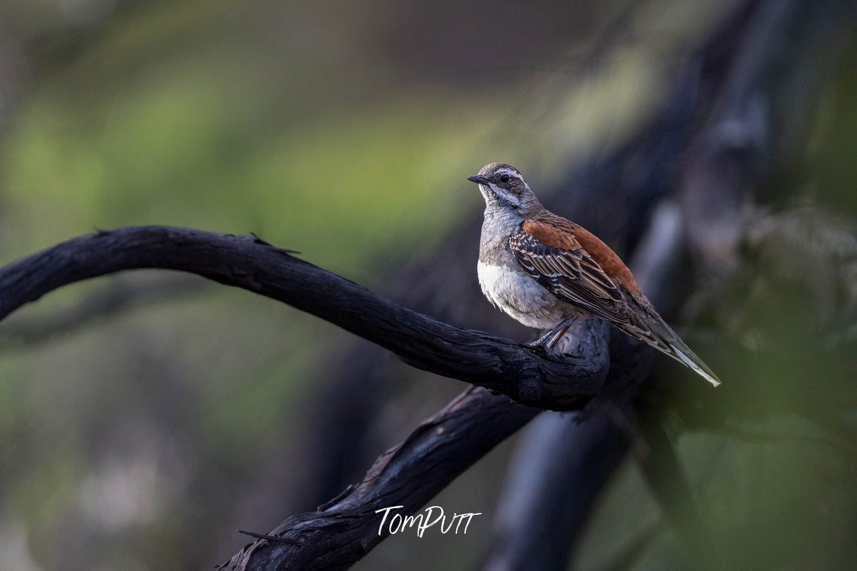 Copper-back Quail-thrush perched