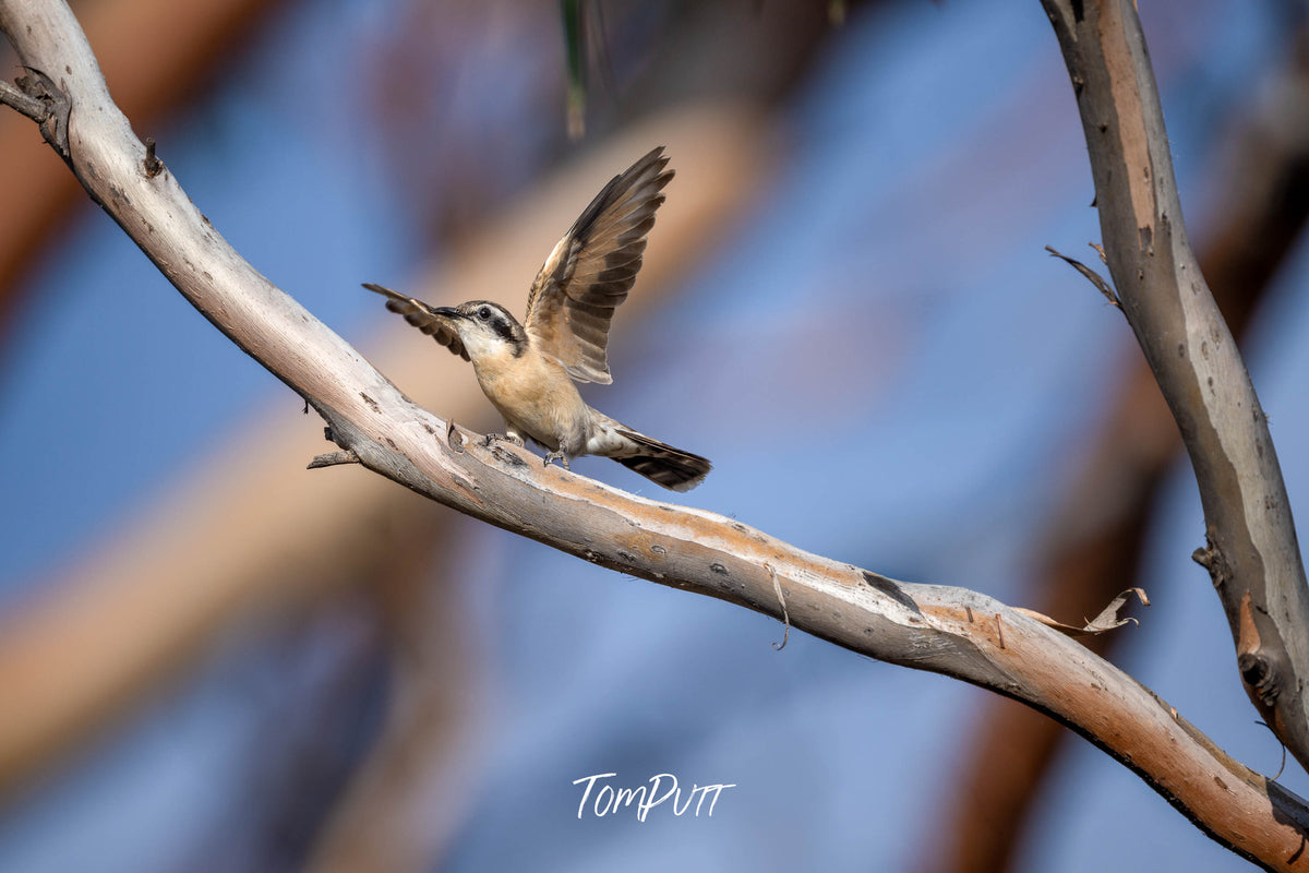 Black-eared Cuckoo fanning wings