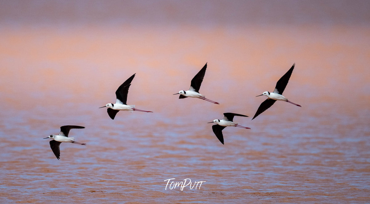 Flock of Pied Stilts in flight