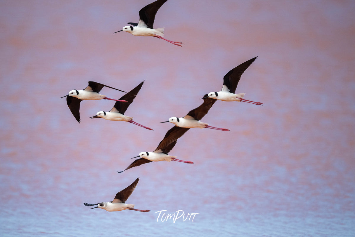 Pied Stilts in flight