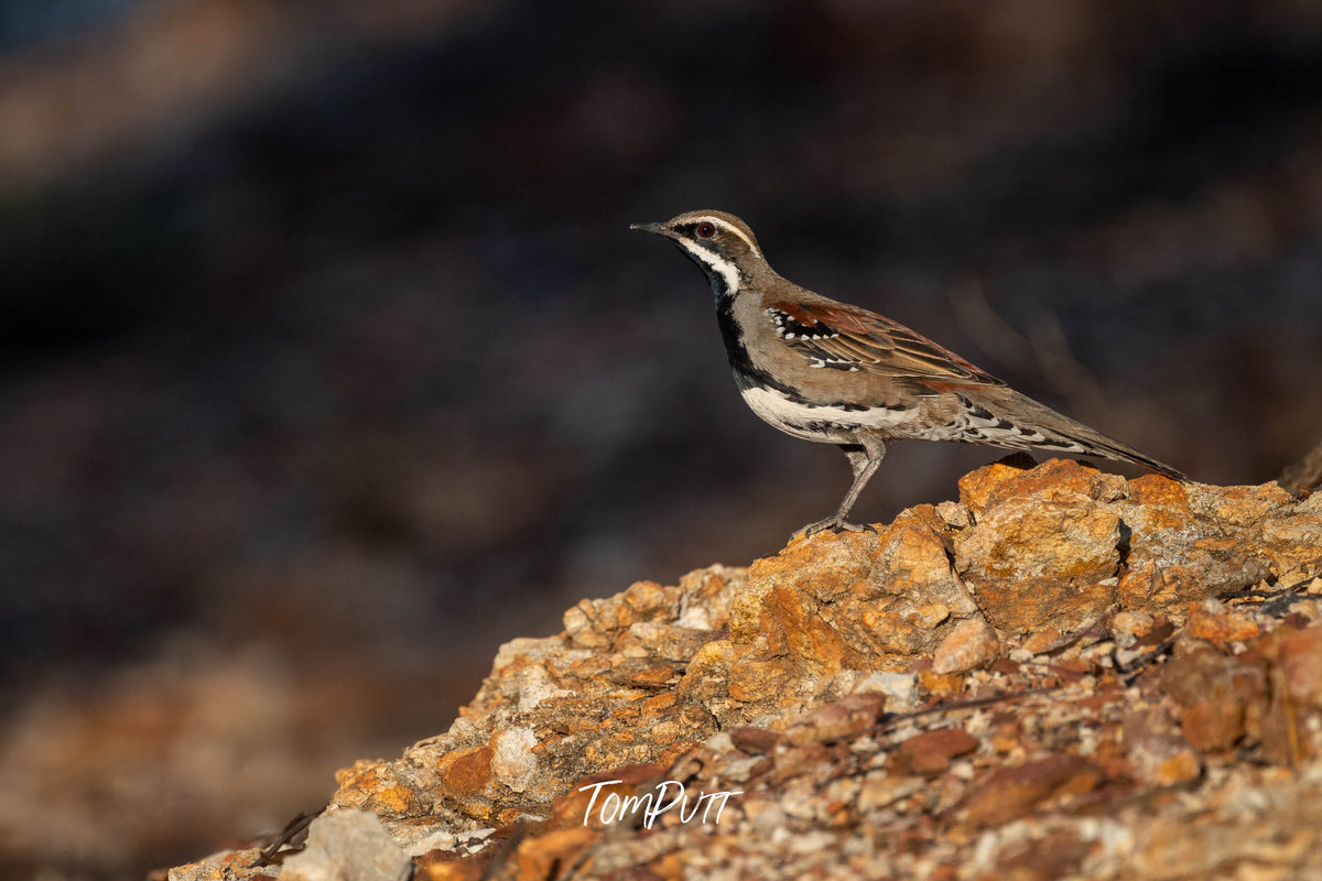 Copper-back Quail-thrush on the lookout