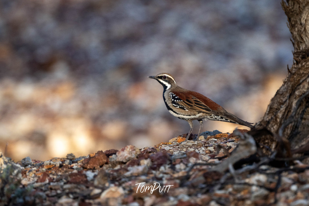 Copper-back Quail-thrush peering