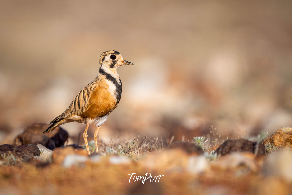 Inland Dotterel on the lookout