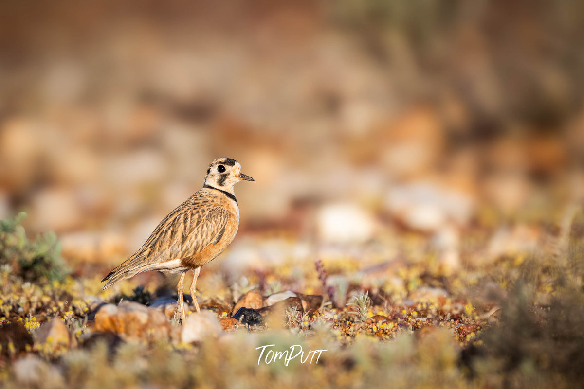 Inland Dotterel