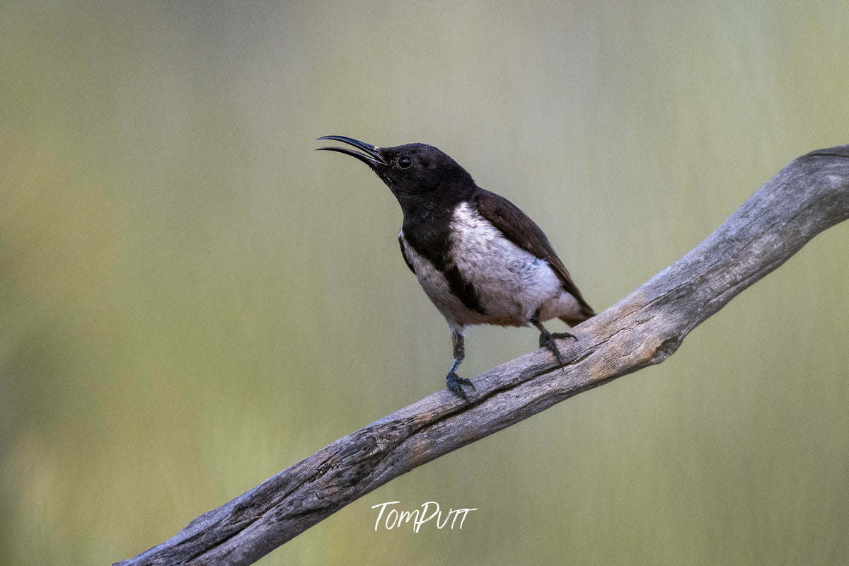 Black Honeyeater