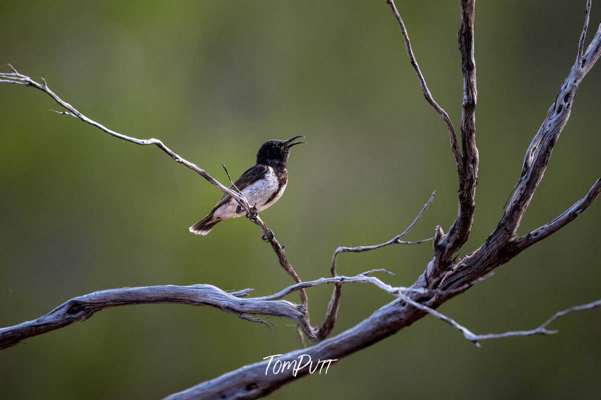 Black Honeyeater in the landscape