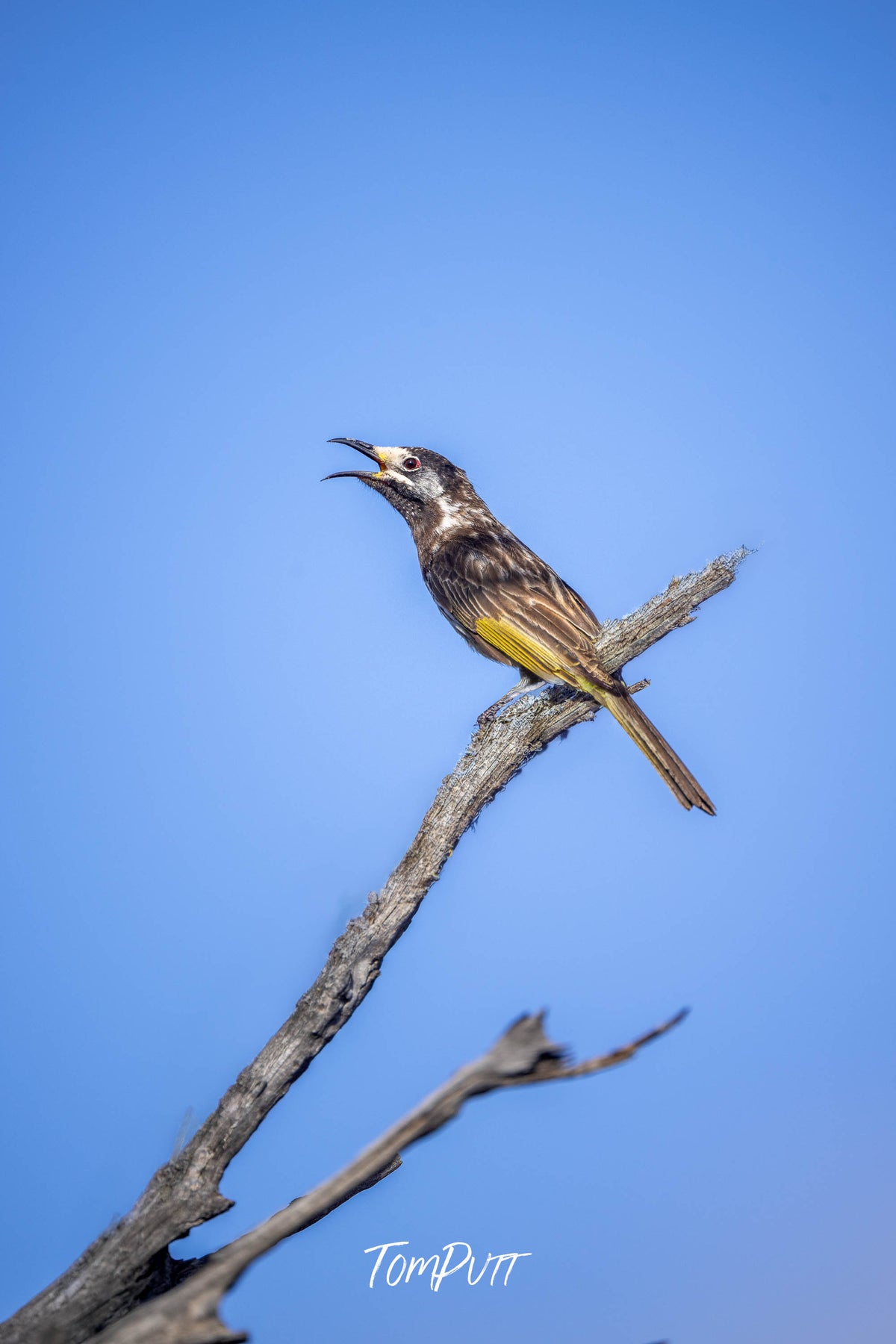 White-fronted Honeyeater
