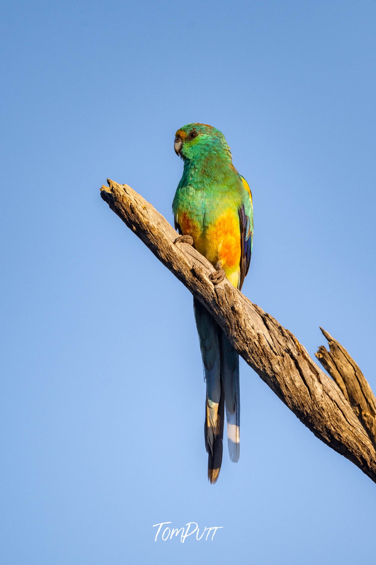 Mulga Parrot in early morning light