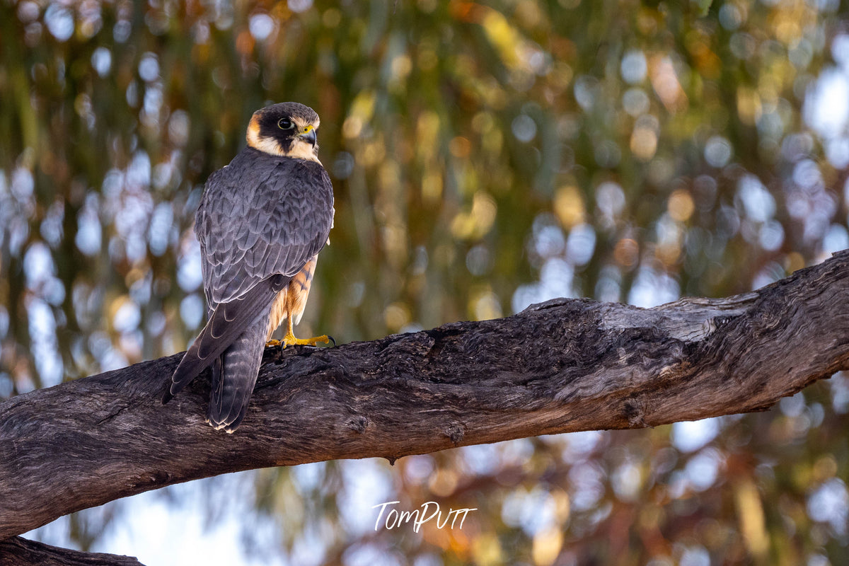 Australian Hobby (male) perched