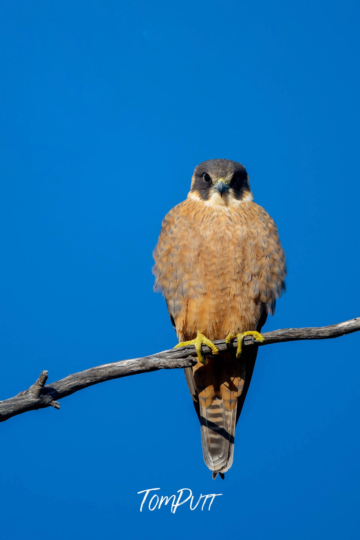 Australian Hobby (female) perched