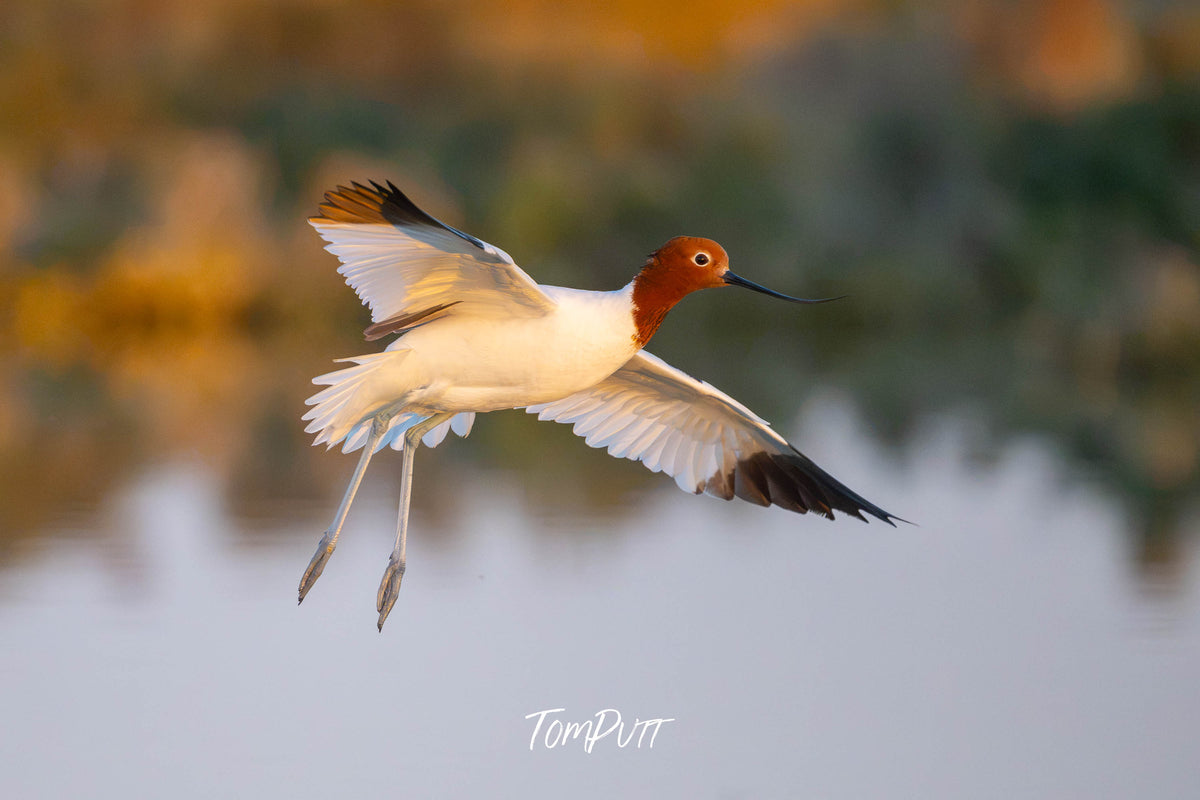 Red-necked Avocet coming in to land