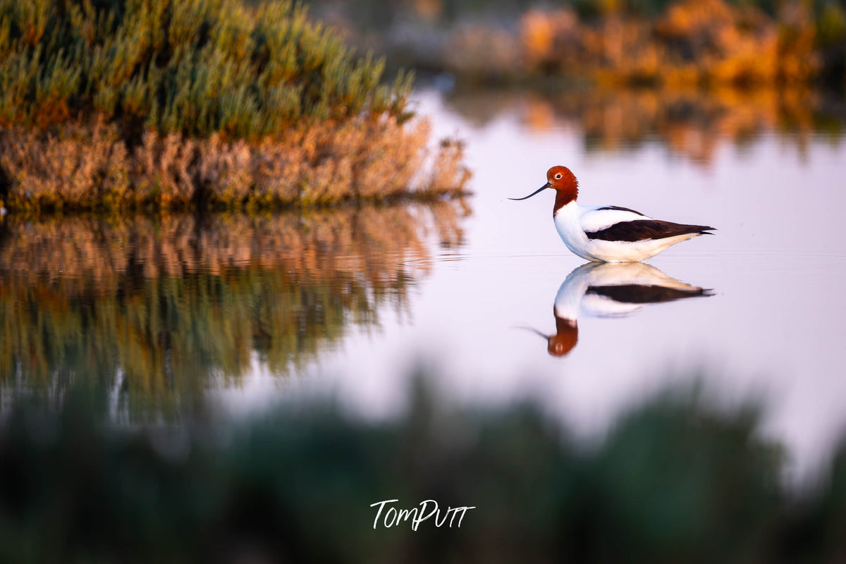 Red-necked Avocet wading