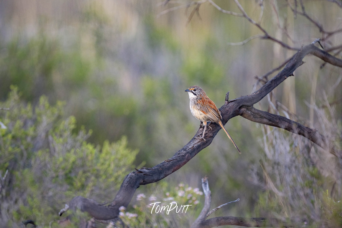 Sandhill Grasswren in the landscape