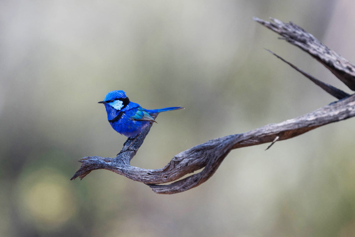 Splendid Wren on alert