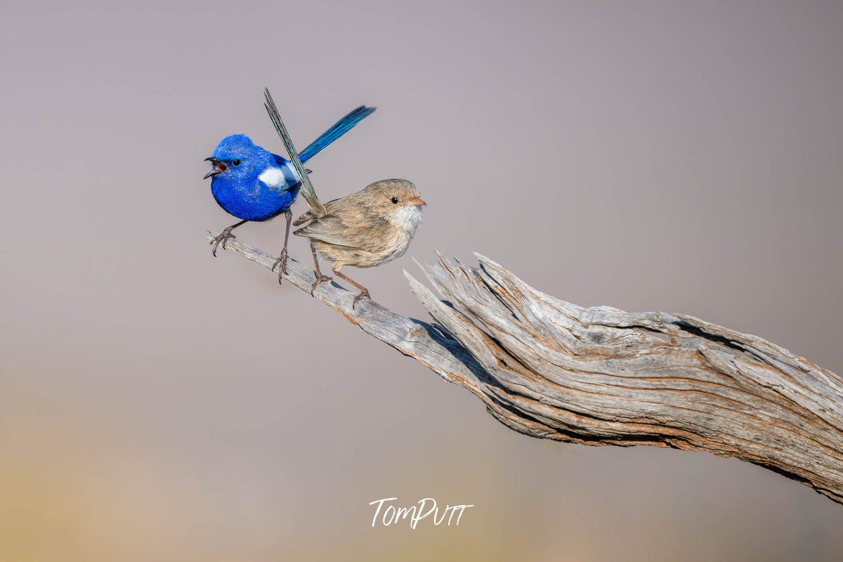 A pair of White-winged Fairy Wren