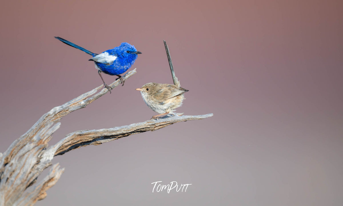 A pair of White-winged Fairy Wrens relaxing