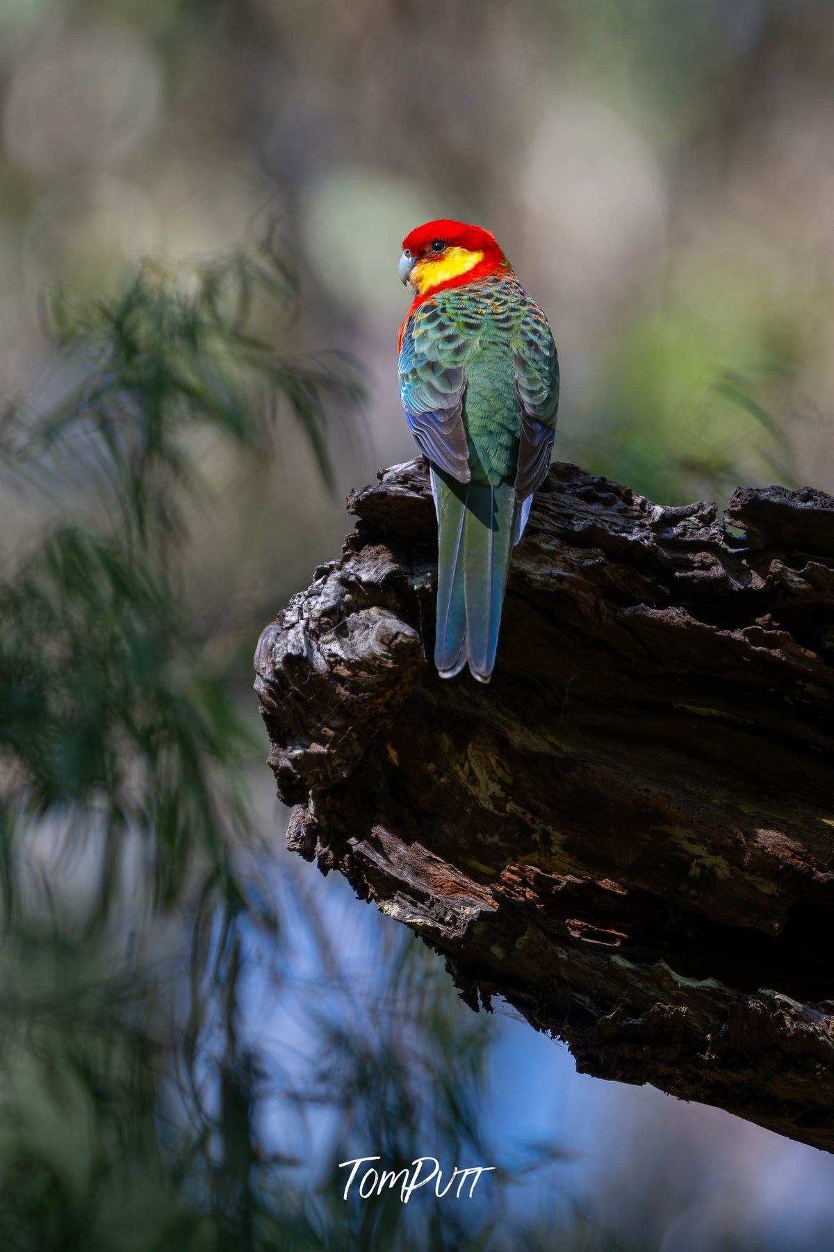 A relaxed Western Rosella
