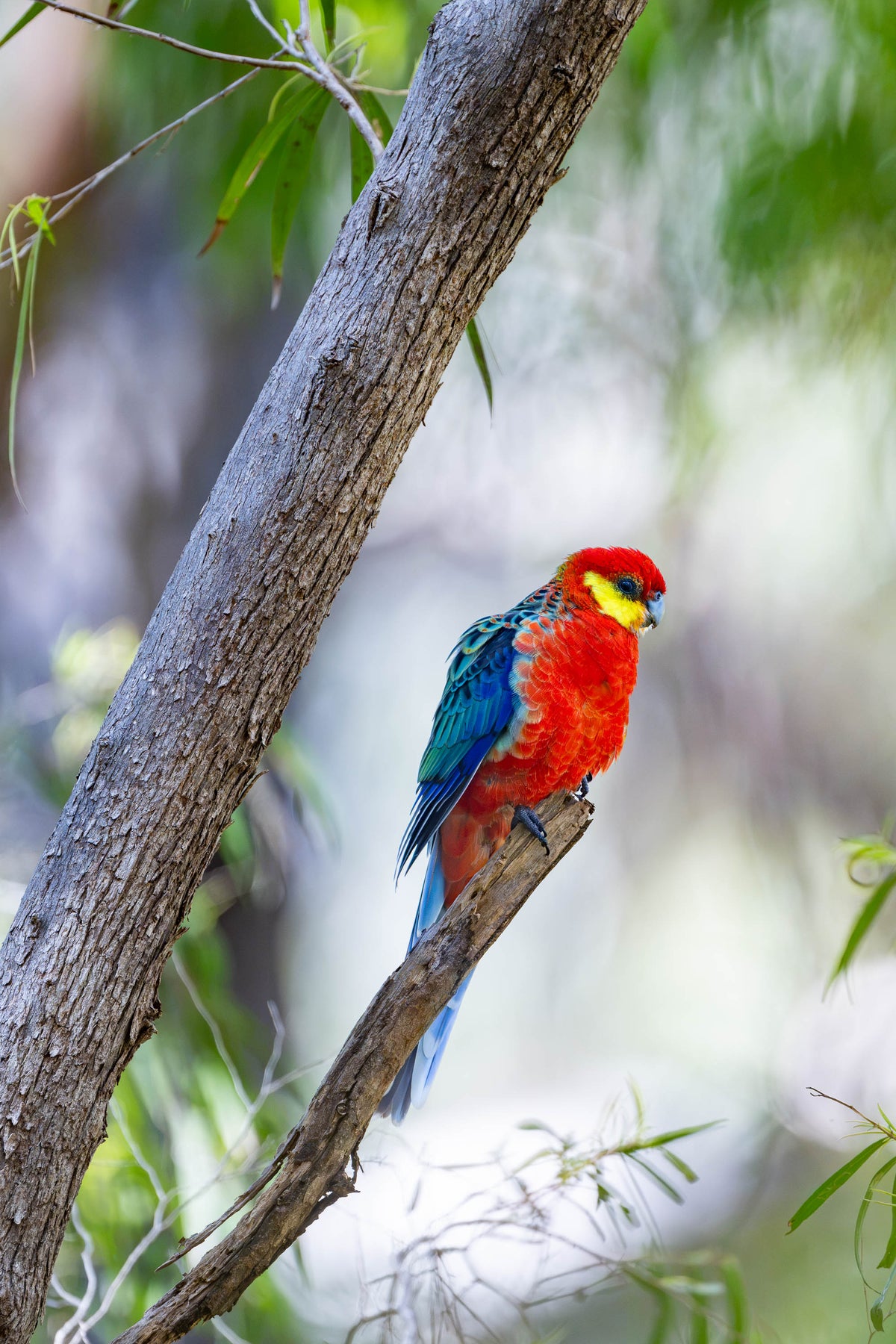 Western Rosella on the lookout