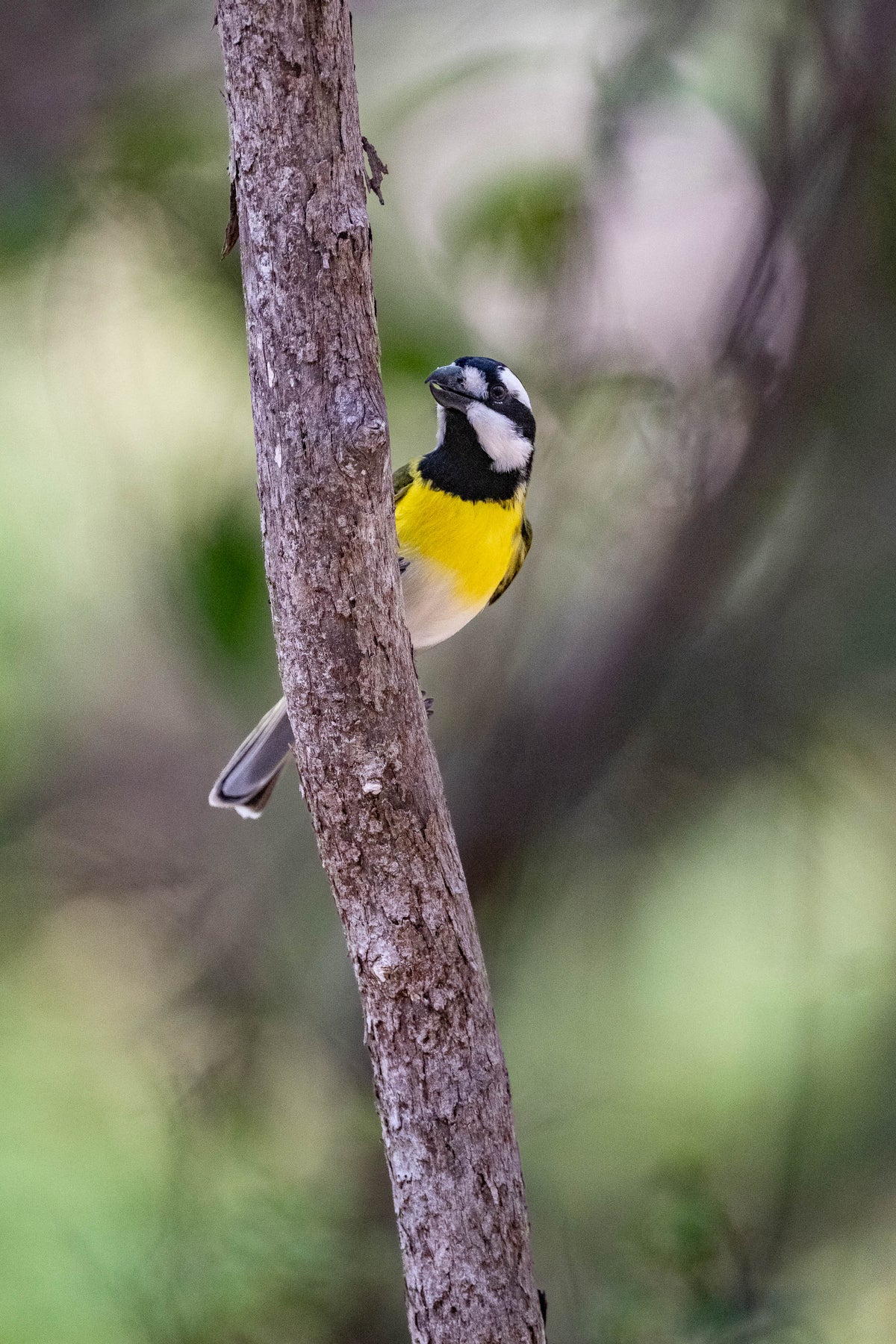 Western Shrike-tit perched