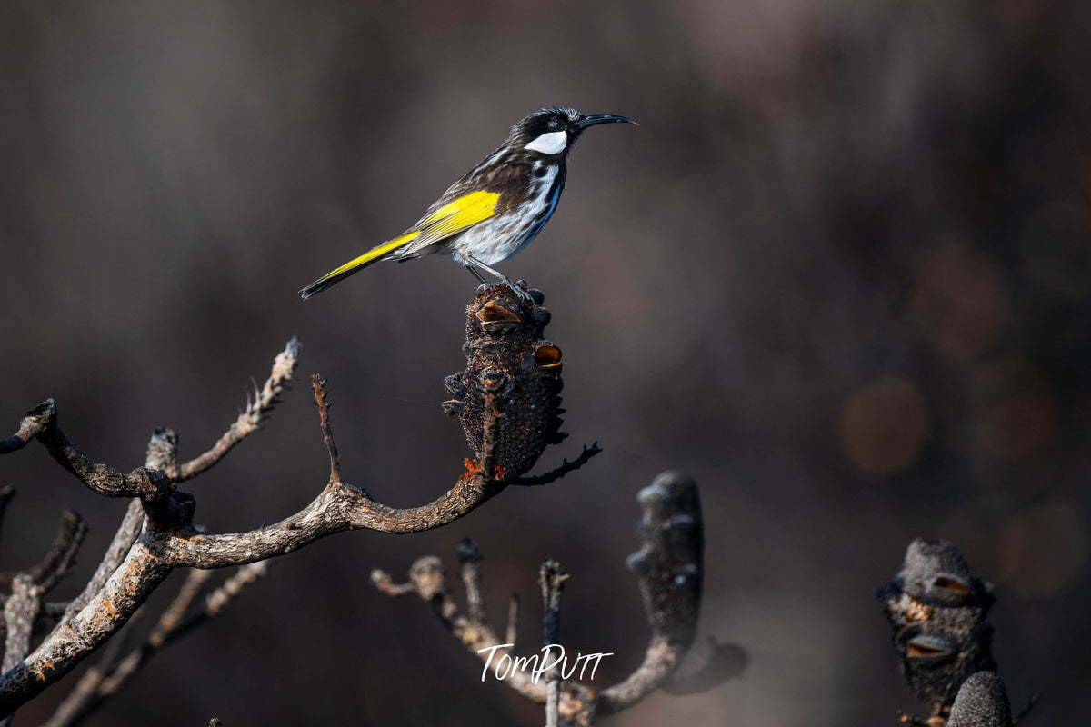 White-cheeked Honeyeater perched