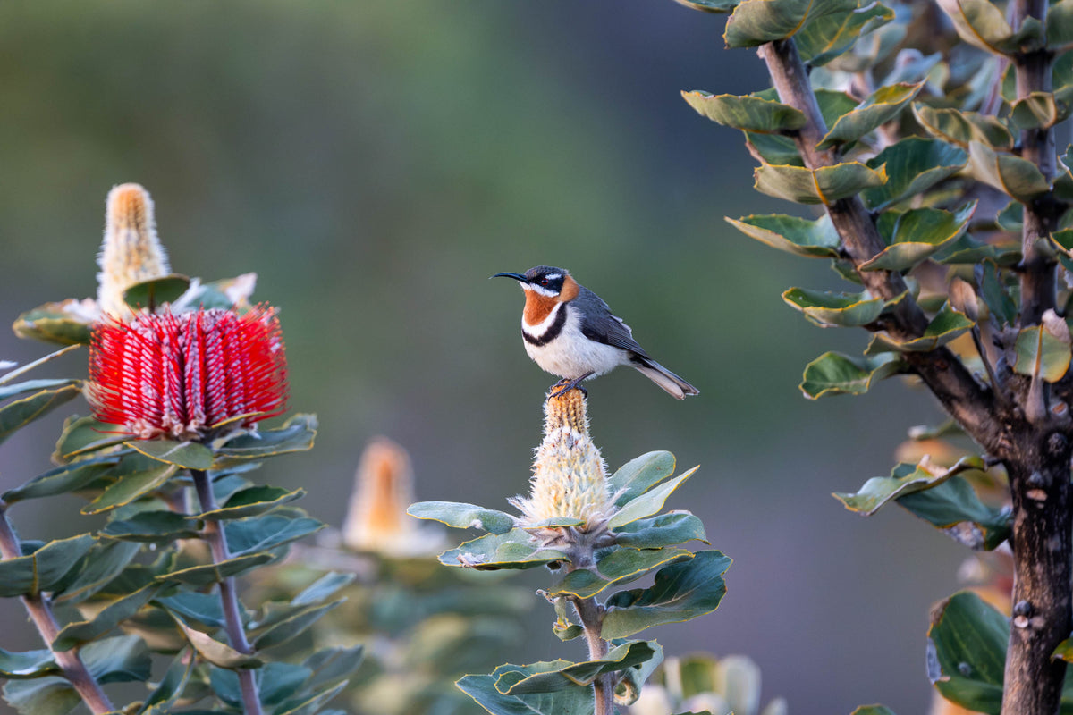Western Spinebill amongst scarlet banksia