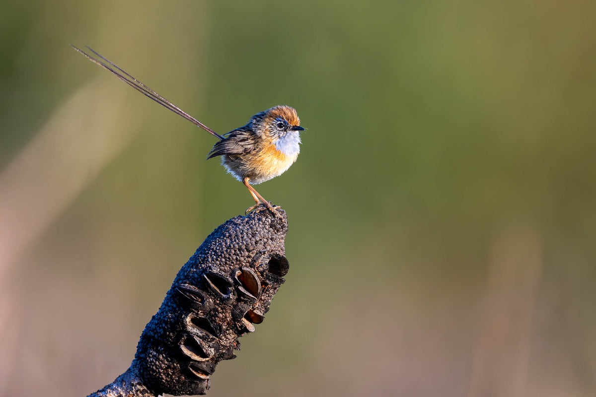 Southern Emu-wren perched