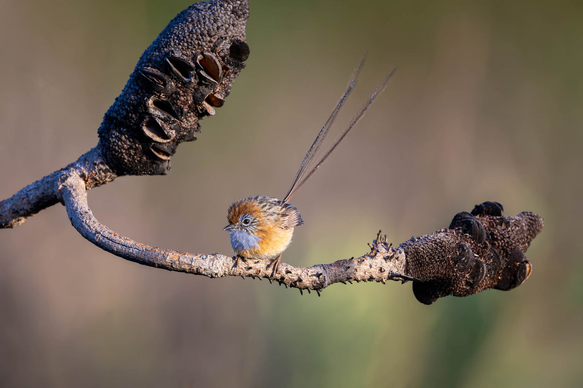 Southern Emu-wren