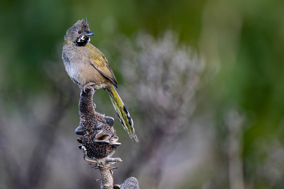 Western Whipbird