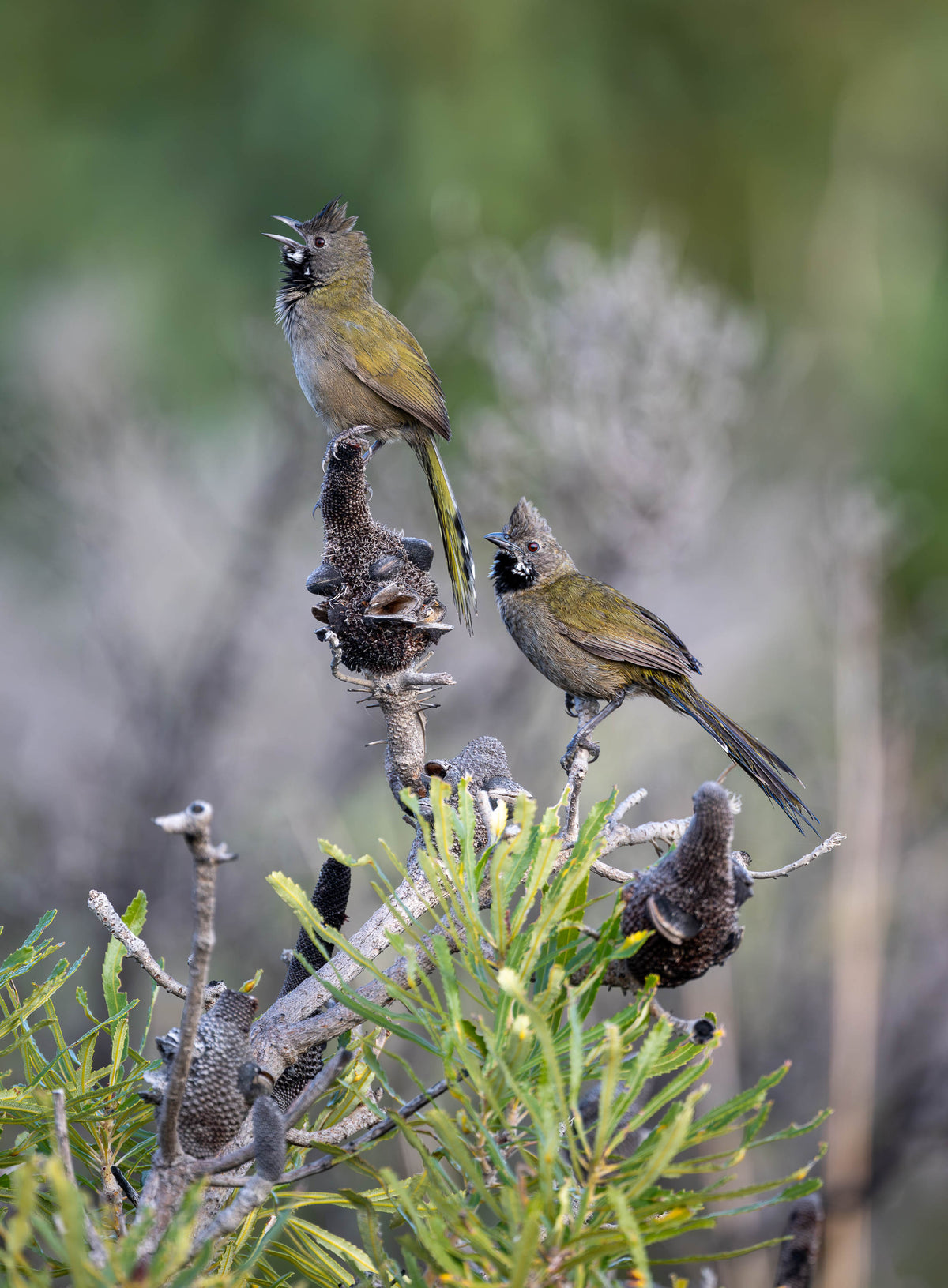Western Whipbird pair