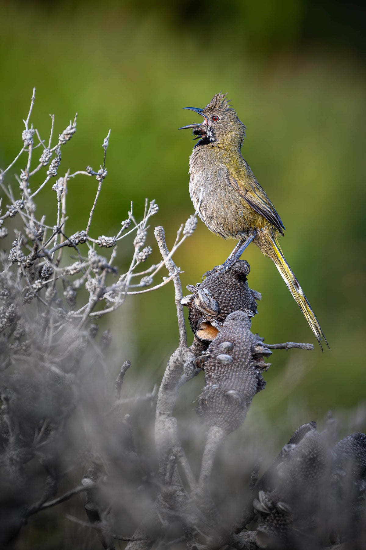 Western Whipbird singing