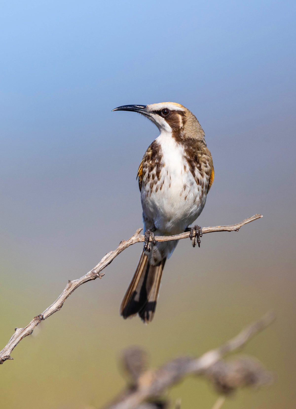 Tawny-crowned Honeyeater