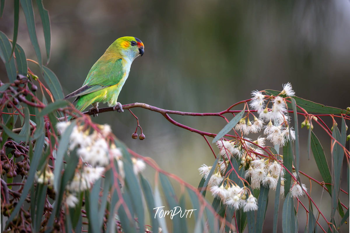 Purple-crowned Lorikeet