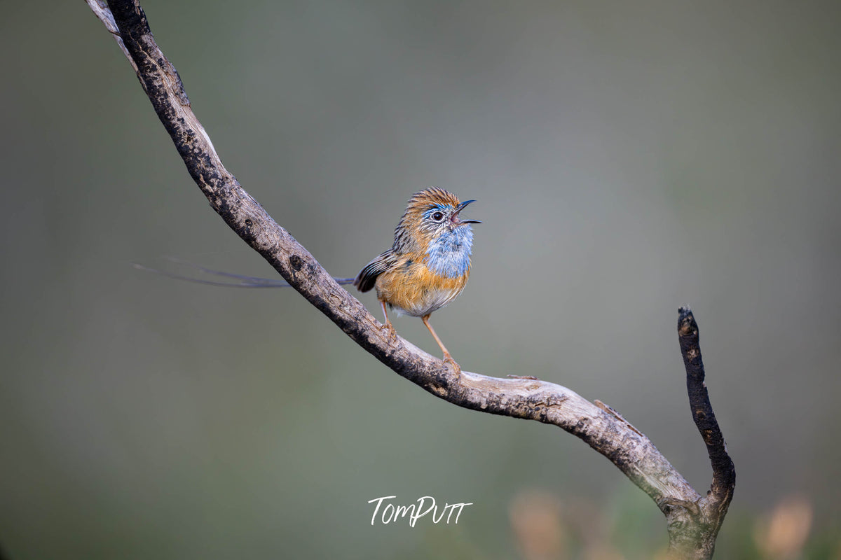 Male Southern Emu-Wren calling