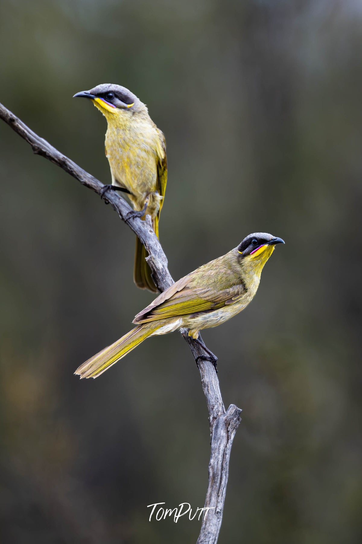 A pair of Purple-gaped Honeyeaters