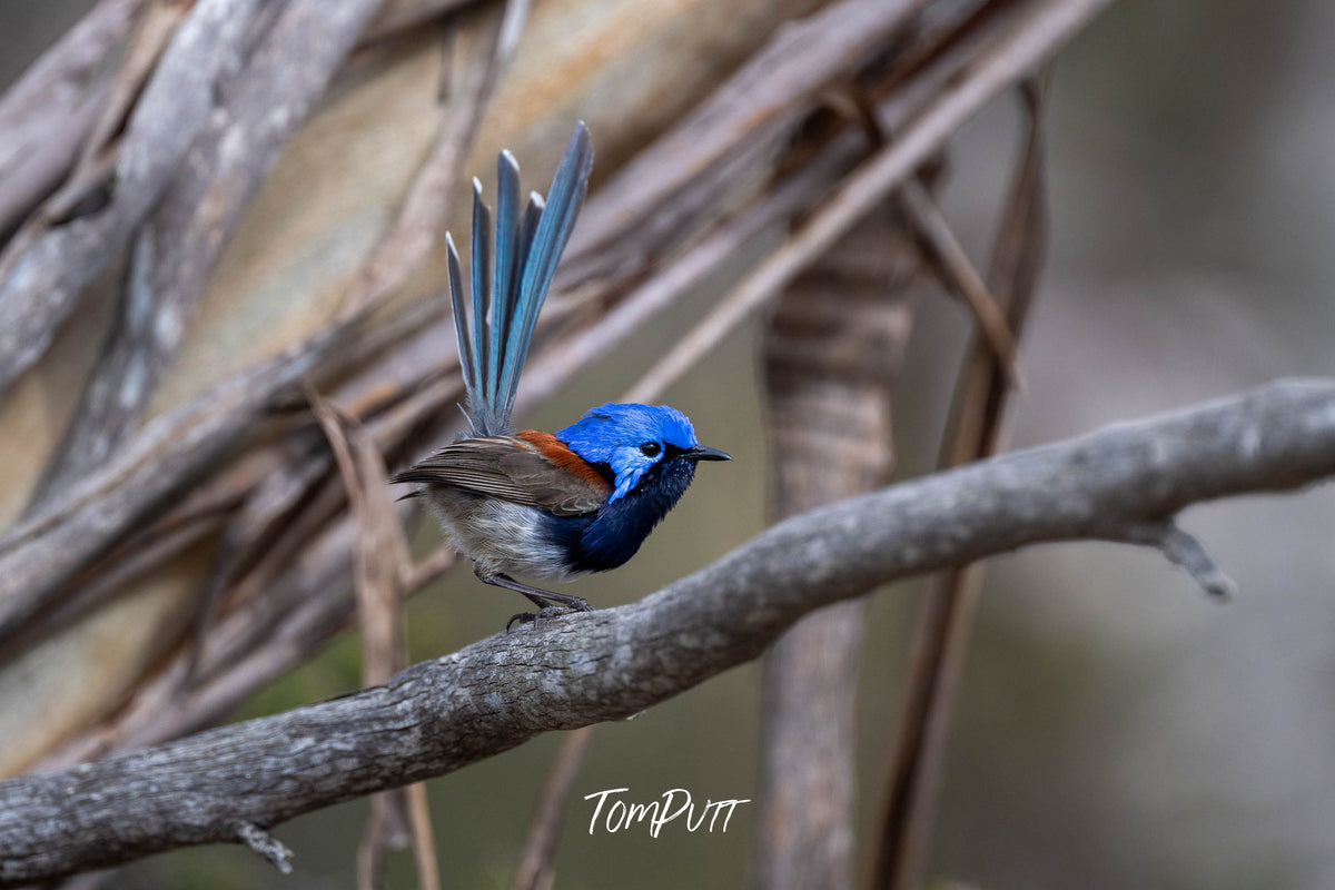 Blue-breasted Fairy Wren