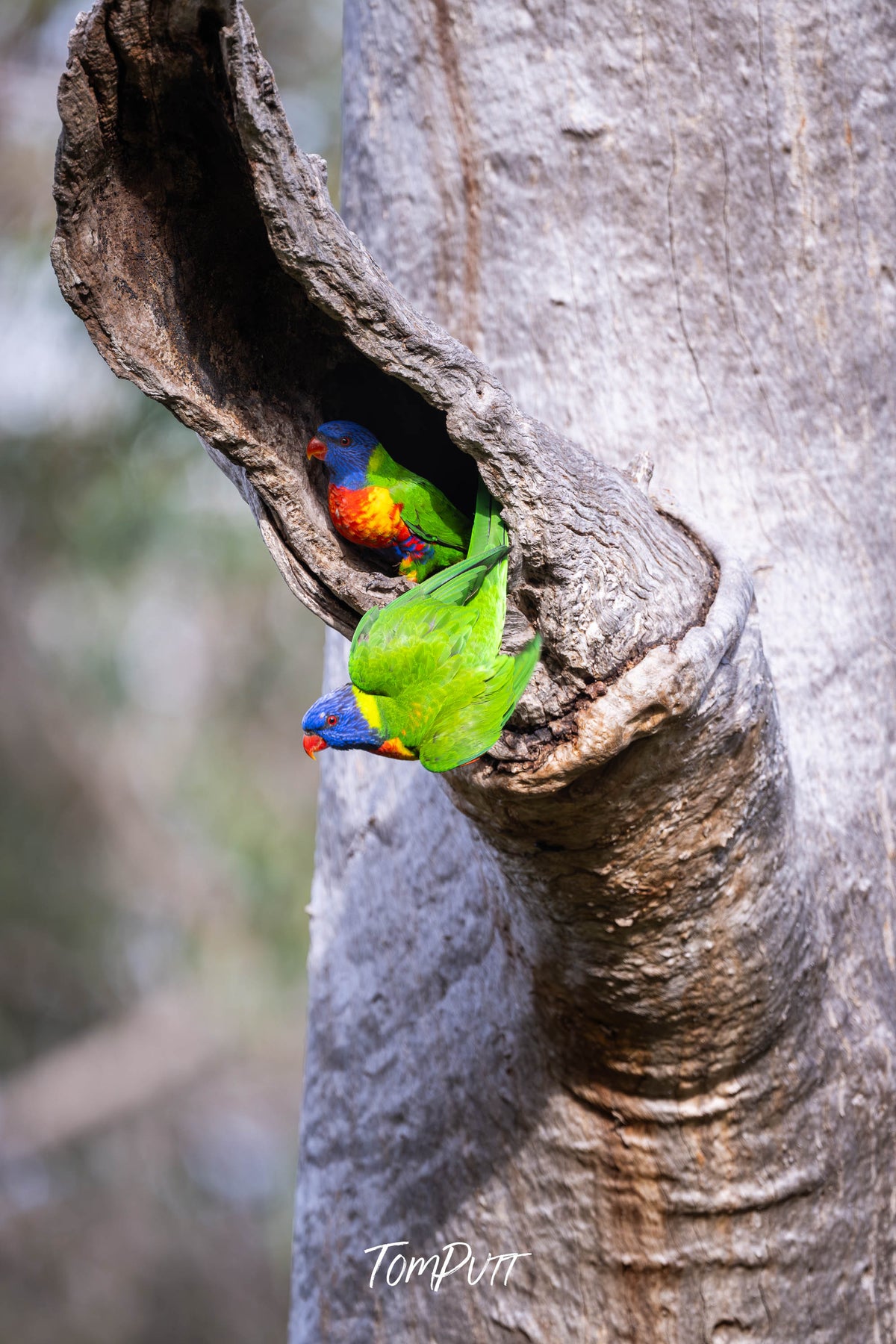 A pair of Rainbow Lorikeets at the nest