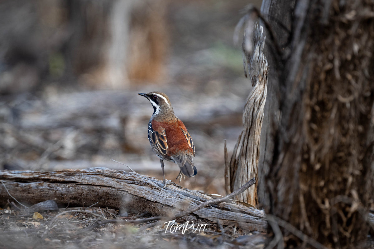 Copper-back Quail-thrush showing off his back