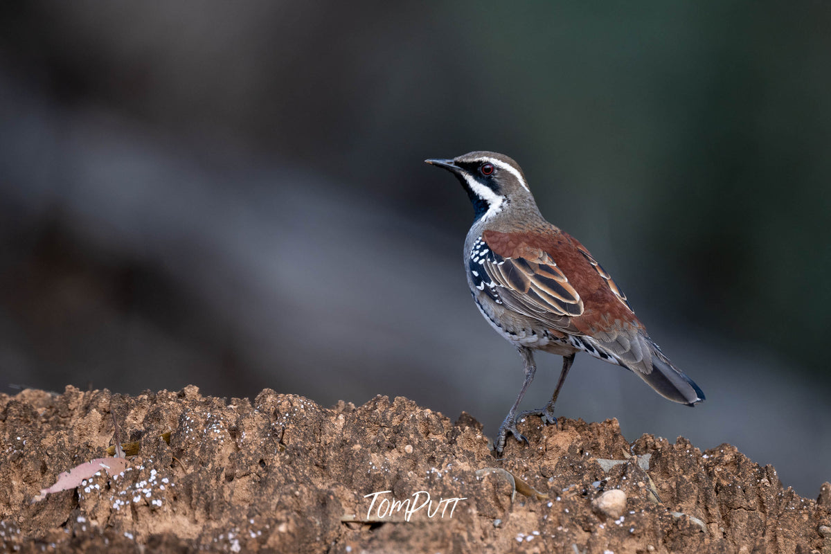 Copper-back Quail-thrush on alert