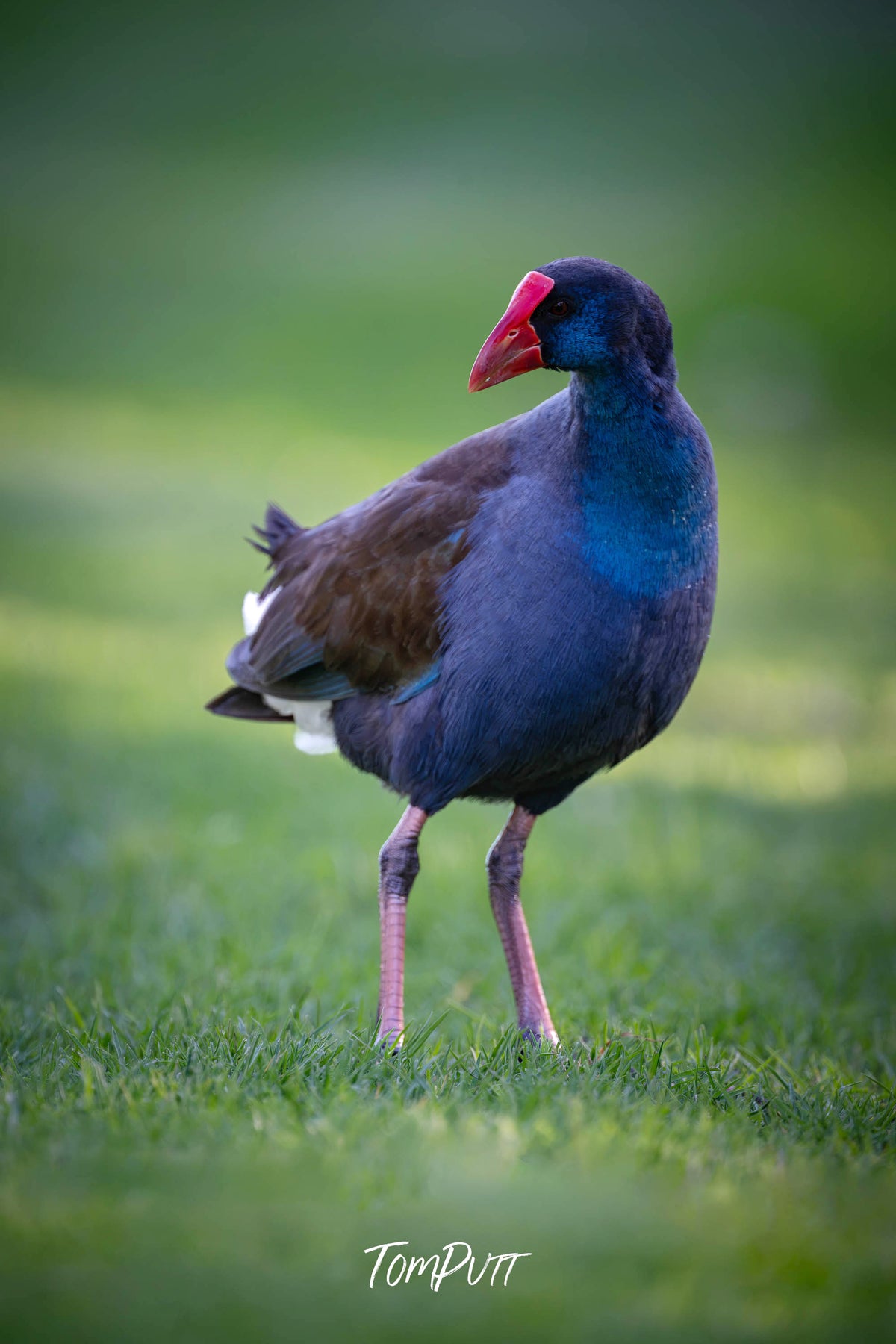 Purple Swamphen