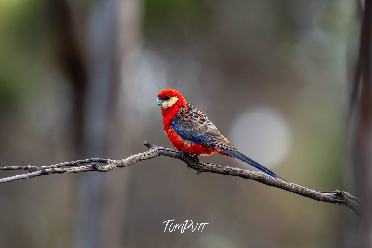 Western Rosella (Eastern form)