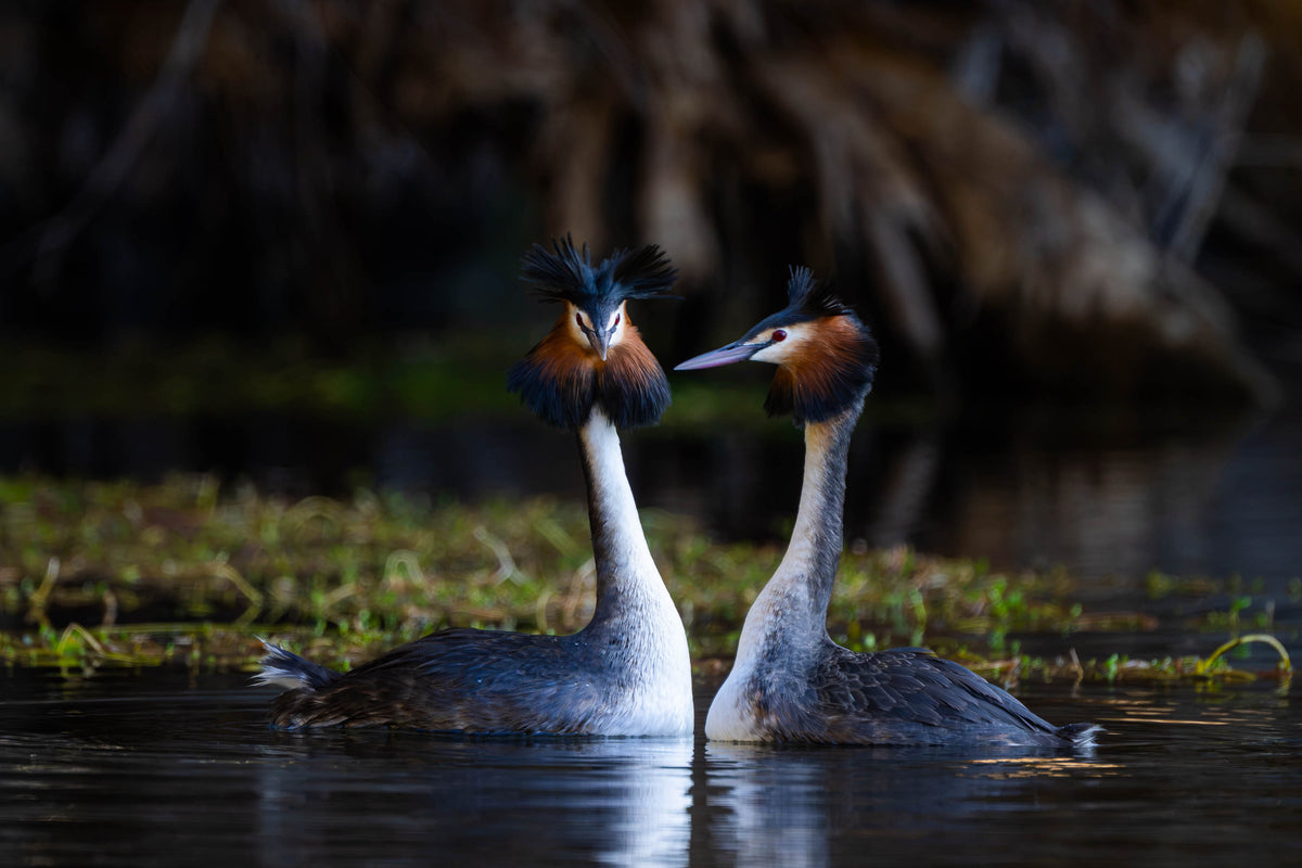 Great Crested Grebe courting