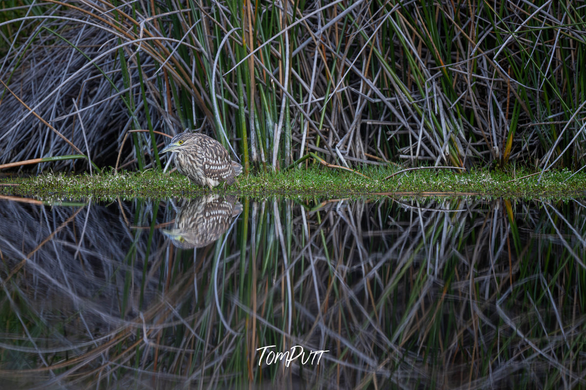 Nankeen Night Heron fishing (juvenile)