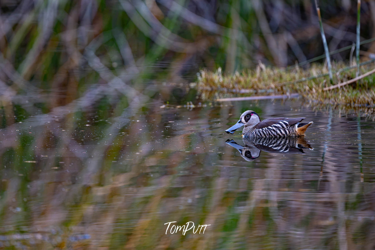 Pink-eared Duck