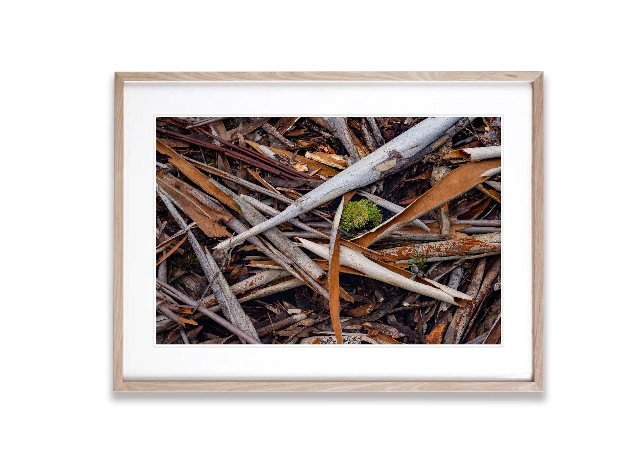 Leaf Litter detail, The Overland Track, Tasmania